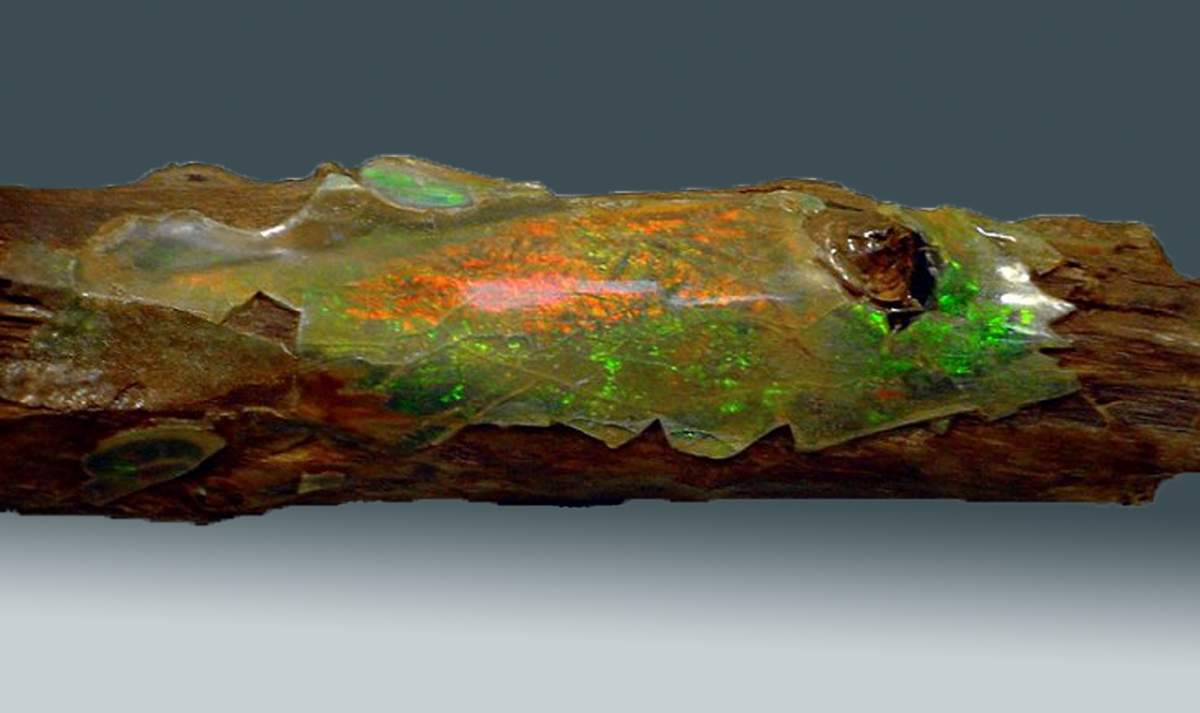 Fossils of Ancient Trees Show They Bizarrely Ripped Themselves